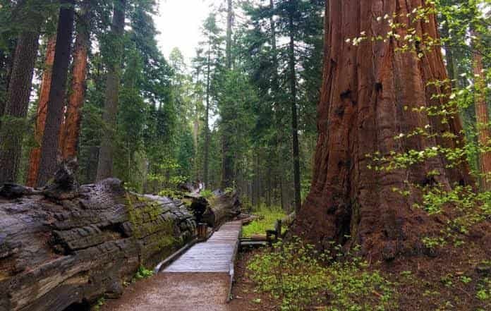 Calaveras Big Trees State Park