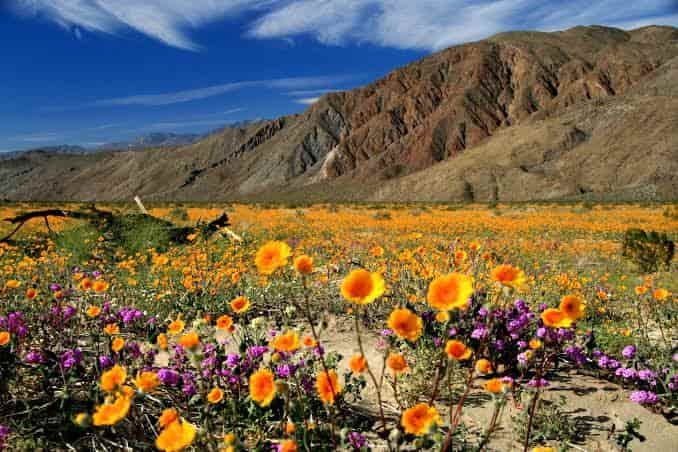 Anza-Borrego Desert State Park, California: What to Know Before You Visit in 2026