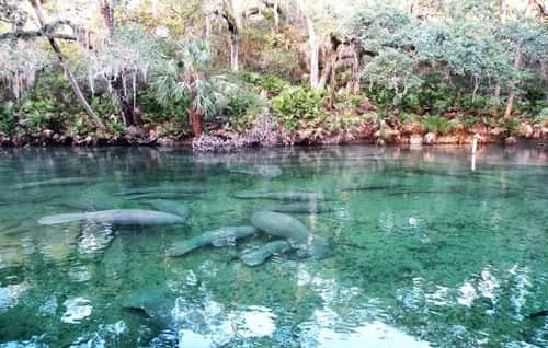 Blue Spring State Park, Florida: What to Know Before You Visit in 2026