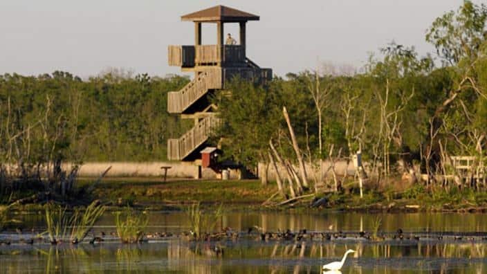 Brazos Bend State Park, Texas: What to Know Before You Visit in 2026