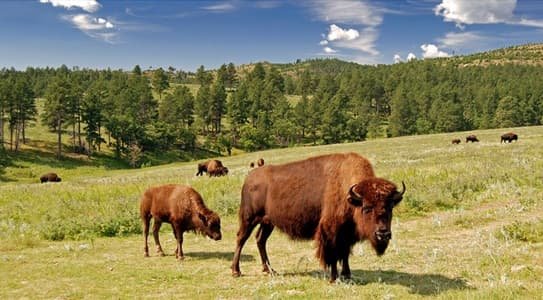 Custer State Park, South Dakota: What to Know Before You Visit in 2026