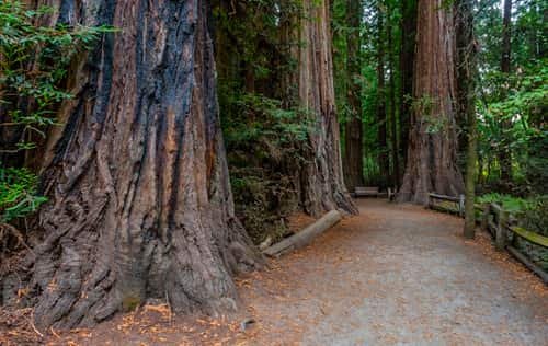 Henry Cowell Redwoods State Park, California: What to Know Before You Visit in 2026
