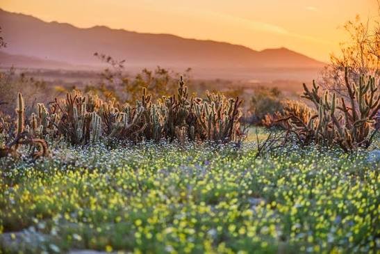 Anza-Borrego Desert State Park: What to Know Before You Visit in 2026